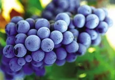 葡萄上的白霜可以食用嗎？食品安全檢測儀幫你鑒定