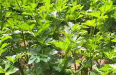 農(nóng)殘檢測儀防止不合格農(nóng)產(chǎn)品進(jìn)入消費(fèi)者餐桌。