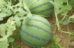 農(nóng)殘快速檢測(cè)儀讓購(gòu)買者吃到放心農(nóng)產(chǎn)品