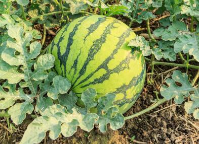 農(nóng)殘快速檢測儀 農(nóng)殘快速檢測儀