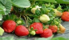 農(nóng)藥殘留速測儀嚴(yán)格把控果蔬安全關(guān)